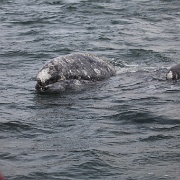 08 - Ballenas en Laguna Ojo de Libre
